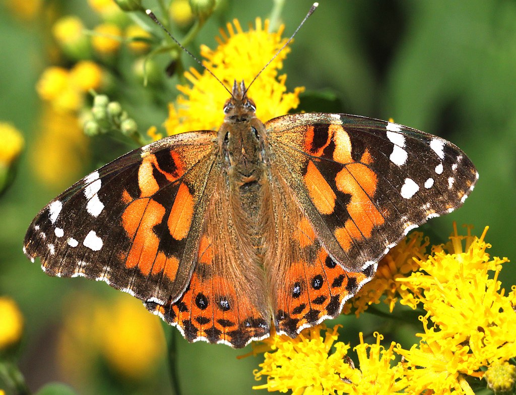The Magic of Releasing Live Butterflies at Weddings