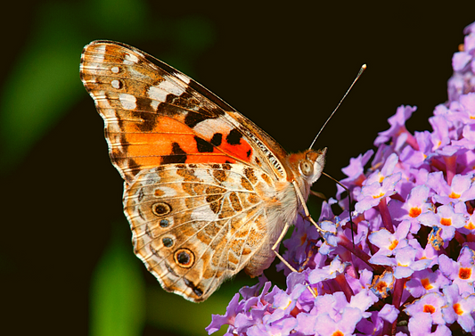 12 Live Painted Lady Butterflies in INDIVIDUAL ENVELOPES ~  Please read IMPORTANT INFO BELOW before placing an order.