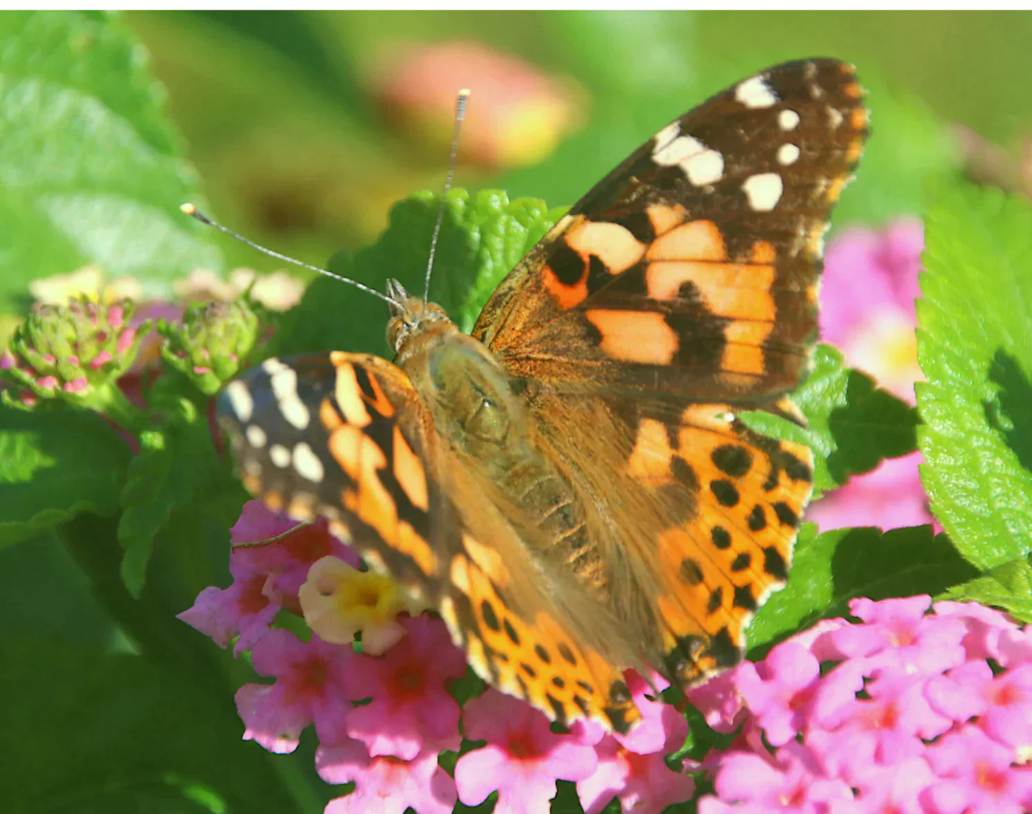 75 Painted Lady Butterflies in an Elegant White Cage with Bow ~ Please read IMPORTANT INFO BELOW before placing an order.