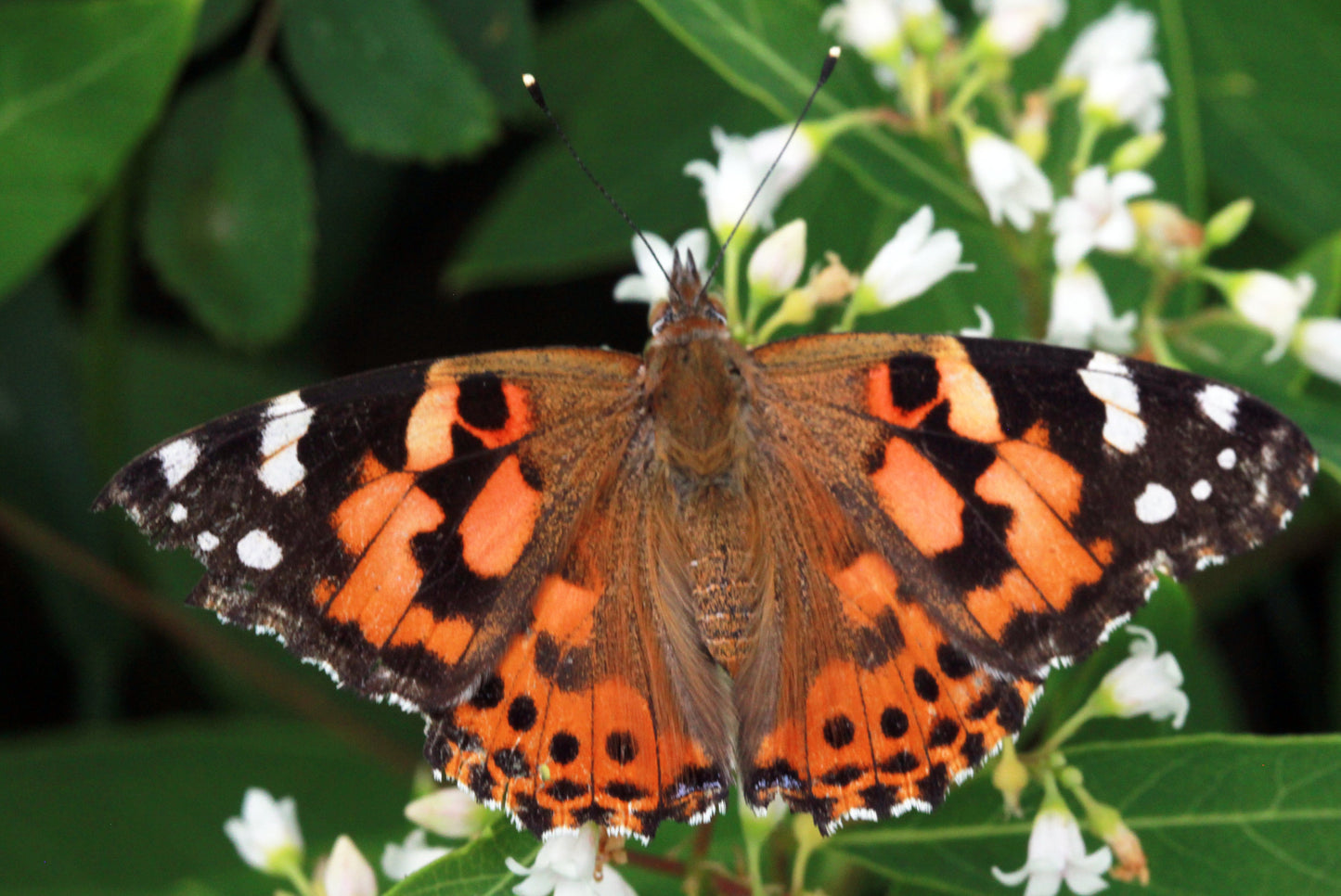 24 Painted Lady Butterflies in an Elegant White Release Box ~ Please read IMPORTANT INFO BELOW before placing an order.
